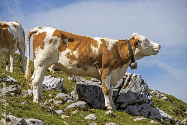 Obraz cow in the mountains