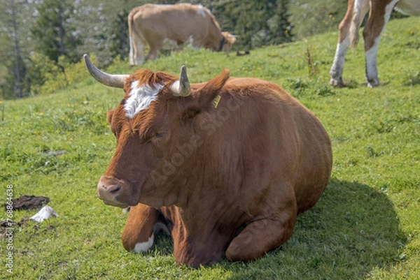 Obraz cows in the field