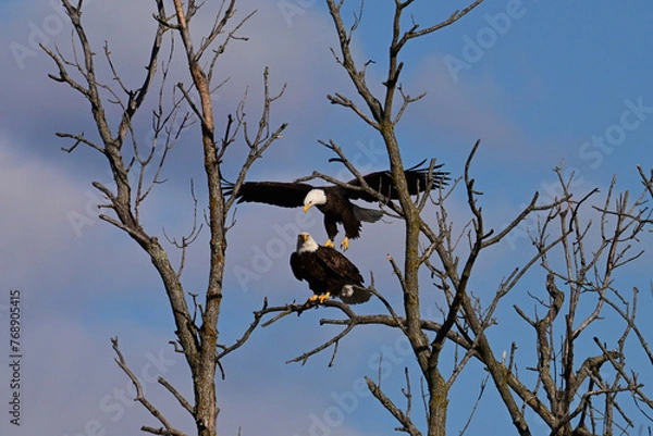 Fototapeta Spring scene of a mating pair of American Bald Eagles coming down to rest in a dead tree along the edge of a river