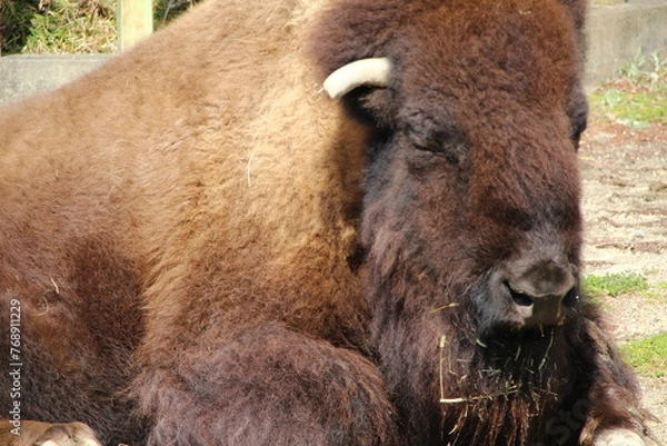 Fototapeta アメリカンバイソン