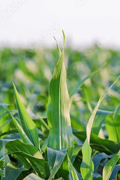 Fototapeta corn leaf sticking straight up