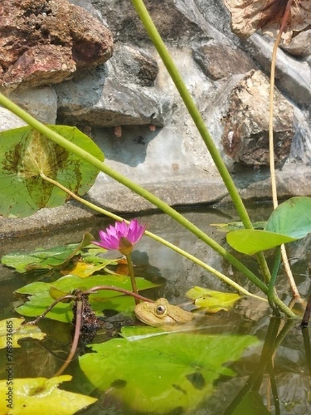 Obraz frog in the pond