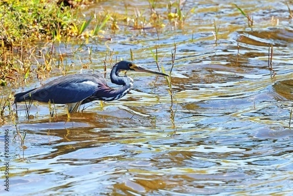 Obraz great blue heron ardea alba