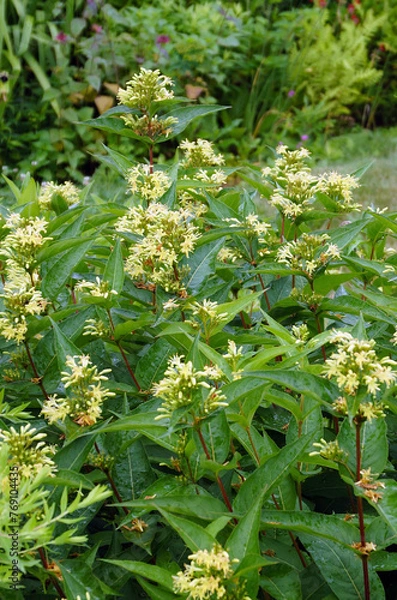 Fototapeta Southern bush honeysuckle (Diervilla sessilifolia), a native deciduous shrub, in flower in a garden setting