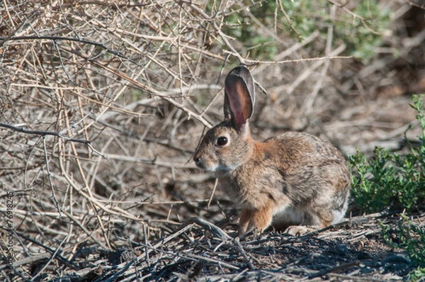 Obraz Desert Cottontail