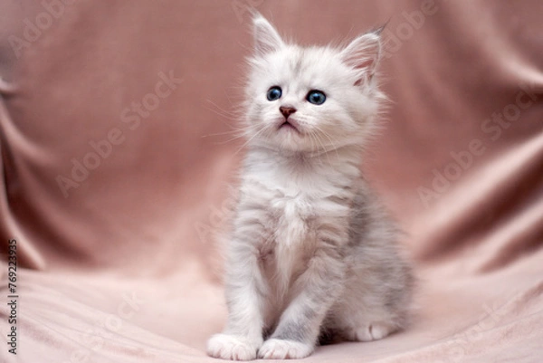 Fototapeta Portrait of sitting shaded silver tabby Maine Coon kitten on the cream brown backround