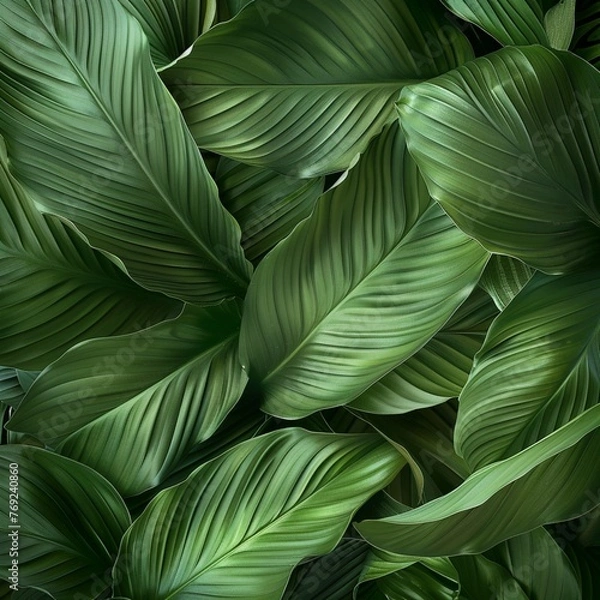 Fototapeta green leaf background