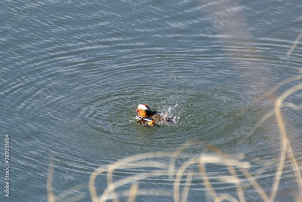 Fototapeta オシドリ