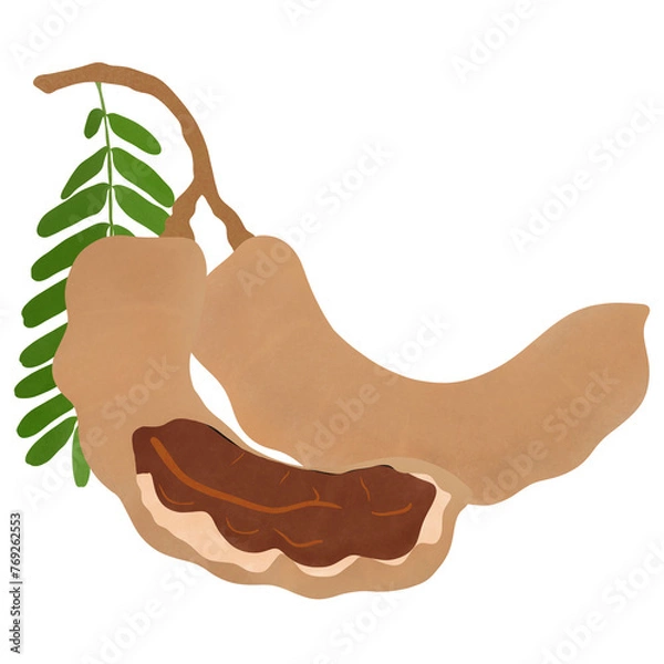 Fototapeta Tamarind Fruit. (whole and half opened pod ),isolated on white background. Illustration Design.