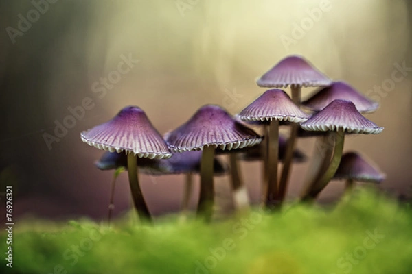 Obraz Forest Mushrooms