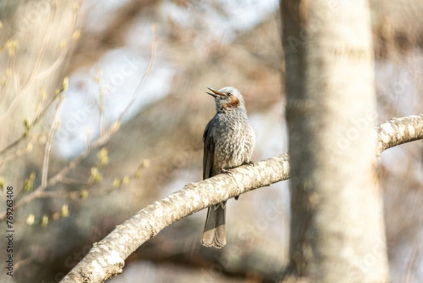Obraz 春、北海道のヒヨドリ