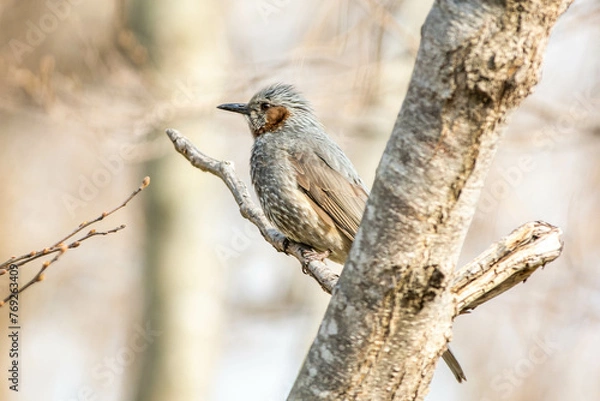 Obraz 春、北海道のヒヨドリ