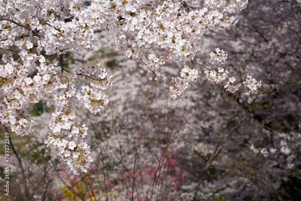 Fototapeta 満開になった桜の花