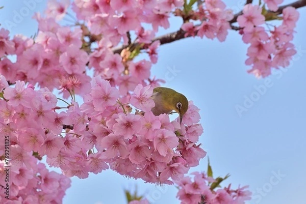 Obraz 河津桜
さくら
桜
春
日本