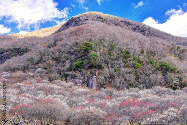 Obraz 幕岩と湯河原梅林