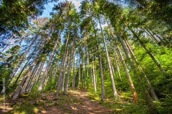 Fototapeta Sunshine in the colorful forest with blue sky and great weather
