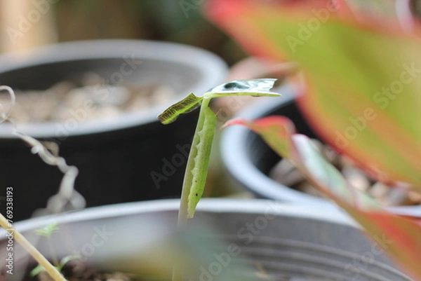Fototapeta Green caterpillar is eating the branch of flower 