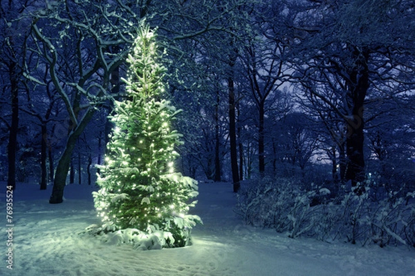 Fototapeta Christmas Tree in Snow