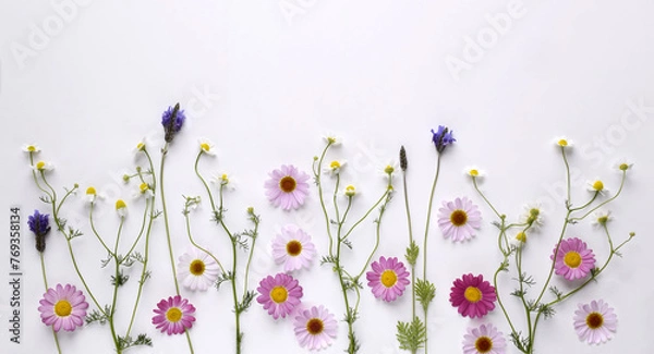 Obraz ハーブとマーガレットの花びらの背景、春の花とハーブのフレーム	