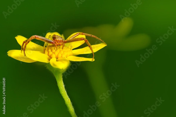 Obraz Cute spider on tiny flower