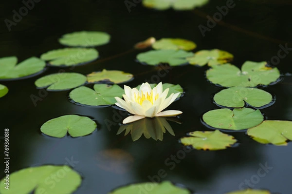 Fototapeta A White Water Lily and Lily Pads