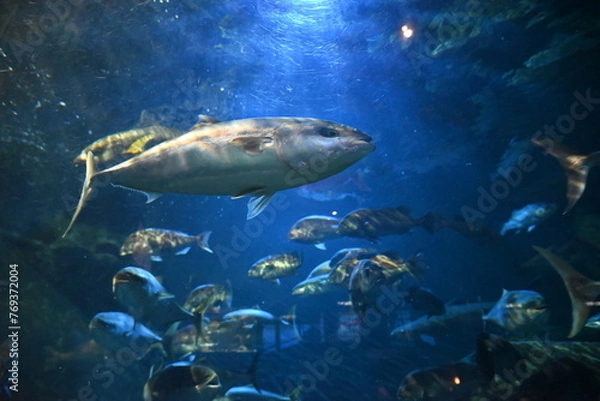 Fototapeta 水族館の巨大水槽