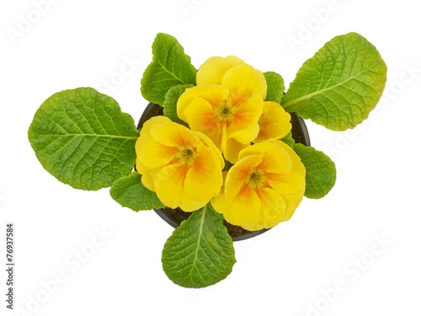 Obraz Primrose yellow flower violet isolated on white background