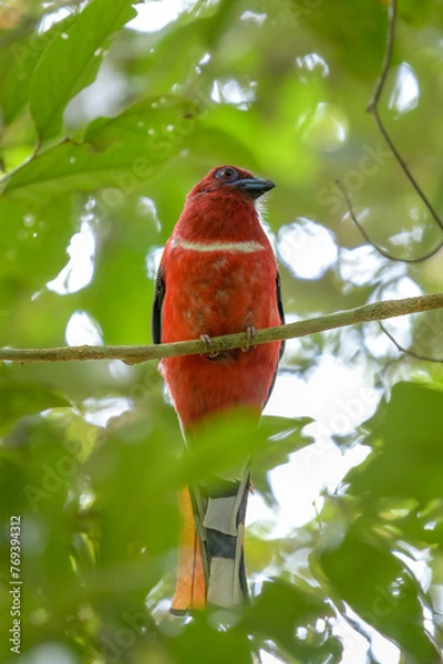 Obraz Red-headed Trogon (Harpactes erythrocephalus) perching on a branch in the National Park. Copy space wallpaper.