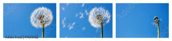 Obraz Dandelion Flying Seeds