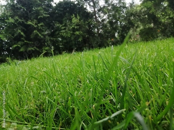 Obraz grass