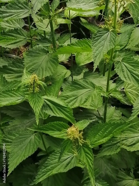 Obraz stinging nettle