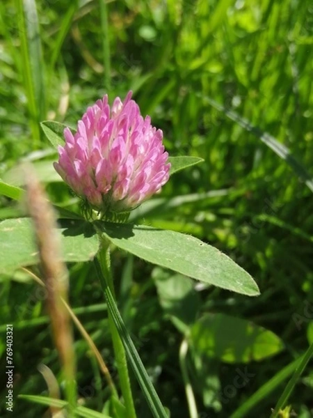 Obraz clover in the grass