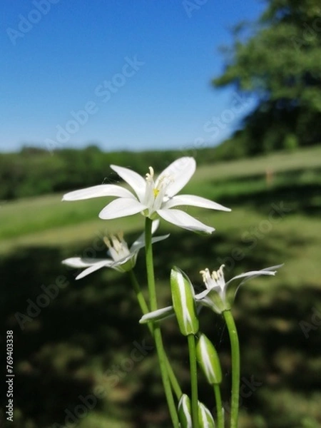 Obraz tiny beutiful white flowers