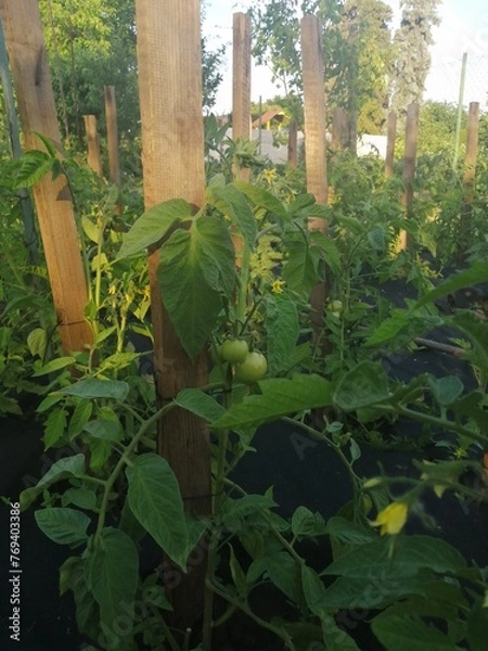 Obraz green tomatoes