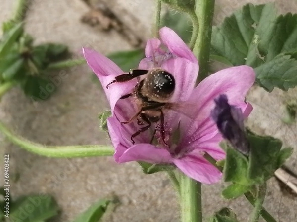Obraz bee at work garden