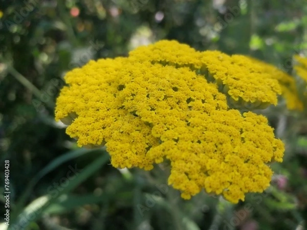 Obraz 
yellow flower