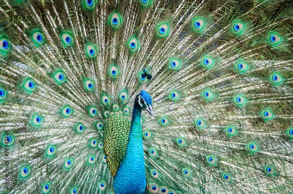 Obraz peacock showing its beautiful feathers