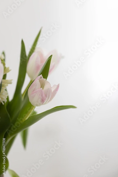 Obraz Blumen mit weiß-grauem Hintergrund, Hintergrundbild
