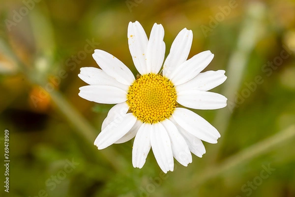 Obraz Fotografia macro de planta en el campo