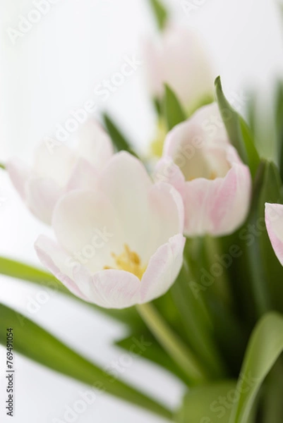 Obraz Blumen mit weißem Hintergrund