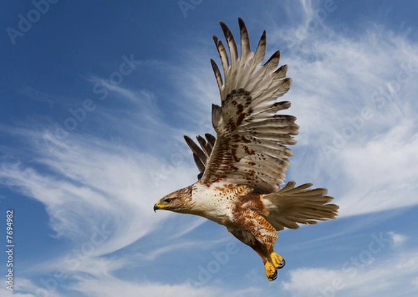 Fototapeta Ferruginous Hawk
