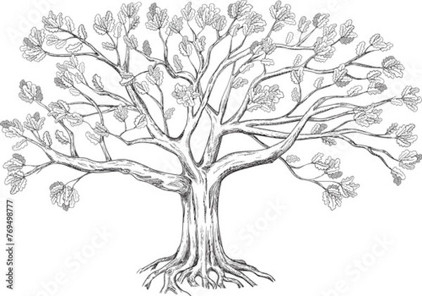 Fototapeta Sprawling family tree. Silhouette of an oak tree drawn in black and white graphics. Vector illustration.