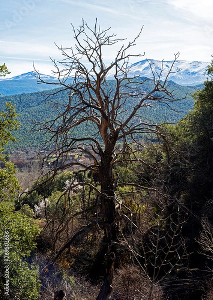 Obraz Forest old tree with snowed mountain as background
