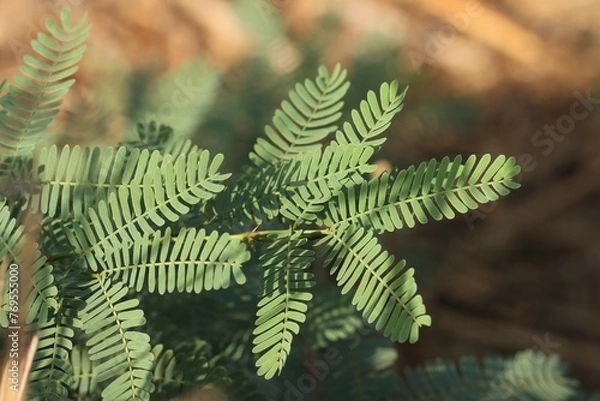 Obraz Prosopis tree leaves closeup. Nature background.