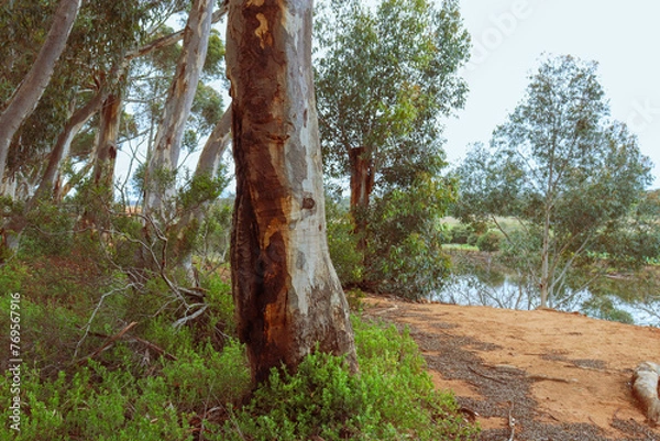 Fototapeta eucalyptus tree in australian bushland on the banks of the werribee river
