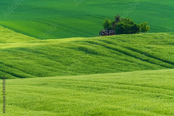 Obraz Rolled green spring grass field. Background texture vivid colors.
