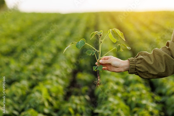 Fototapeta Close up of soybean plant in farmer's hand on natural cultivated soya field background. Agriculture environmental protection. Crops care concept and control of growth and development of sprouts.