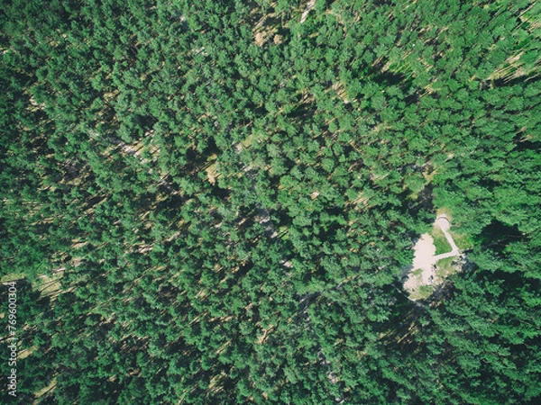 Obraz forestry frome drone