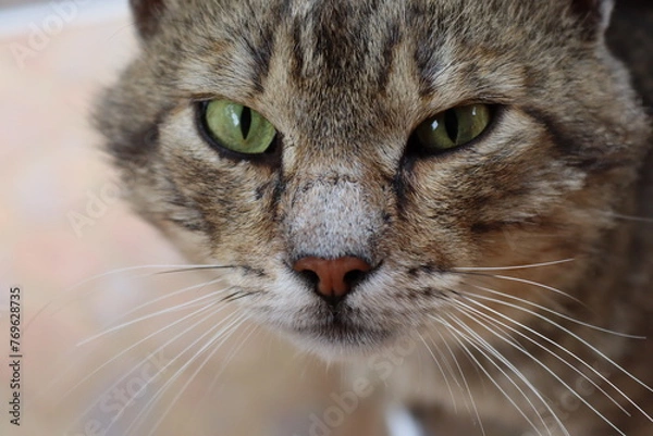 Fototapeta  close-up portrait of a brown cat with green eyes