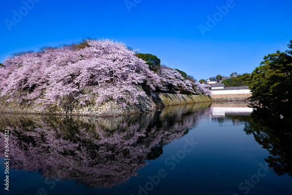 Obraz 彦根城　佐和口多聞櫓の桜